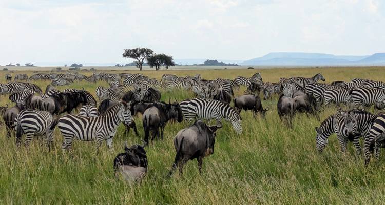 Safari combiné de 5 jours au Kenya et en Tanzanie - Afrishare Trekking And Safaris 3