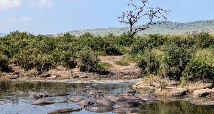 Safari combiné de 5 jours au Kenya et en Tanzanie - Afrishare Trekking And Safaris 6