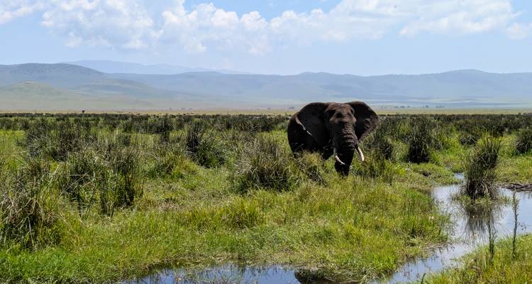 Safari combiné de 5 jours au Kenya et en Tanzanie - Afrishare Trekking And Safaris 8