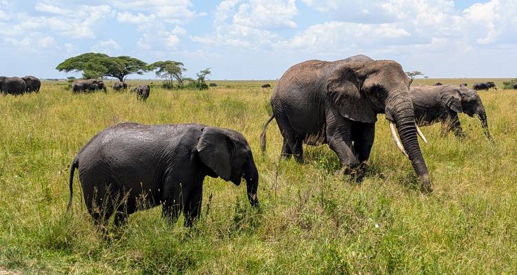 Elefante y cría caminando por la sabana herbosa.