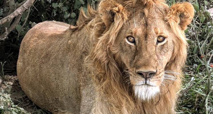 Einsamer Löwe sitzend mit intensivem Blick.