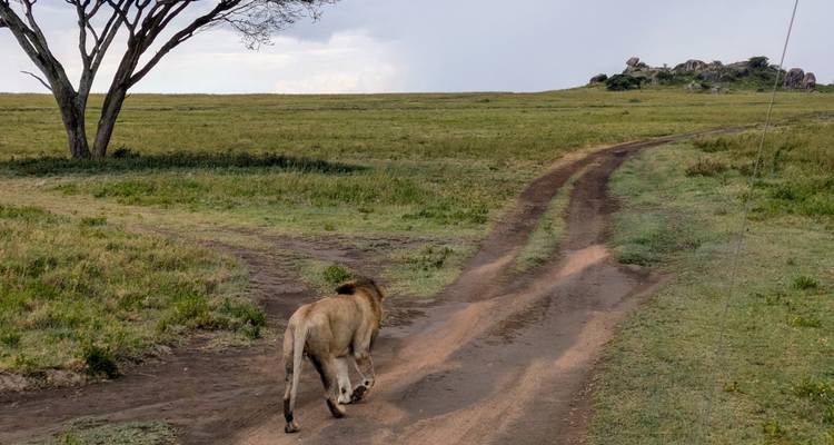 Löwe, der eine Schotterstraße in der Savanne entlangläuft.