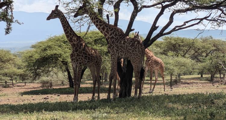 Giraffen stehen unter Akazienbäumen in der Savanne.