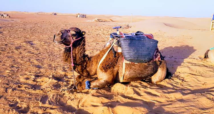 Viaje de 10 días por Marruecos desde Casablanca hasta el desierto del Sahara y más allá - Desert vie  6
