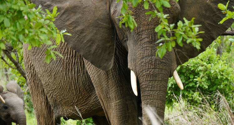 10 jours de vacances à Zanzibar - Kilimanjaro Safari Experience 1