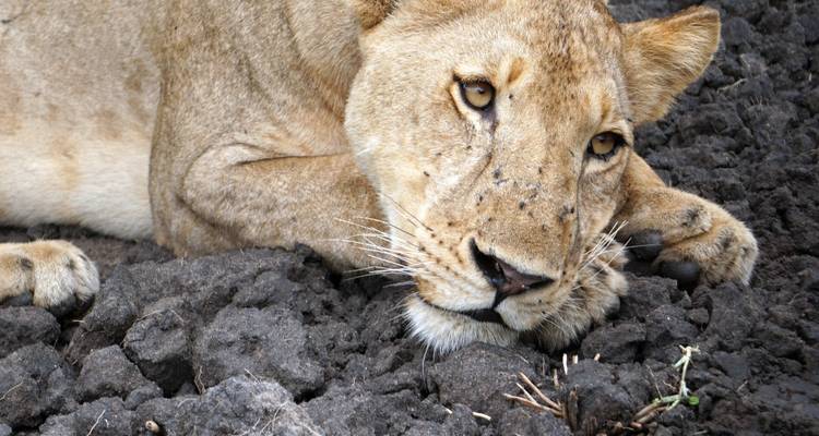 10 jours de vacances à Zanzibar - Kilimanjaro Safari Experience 3