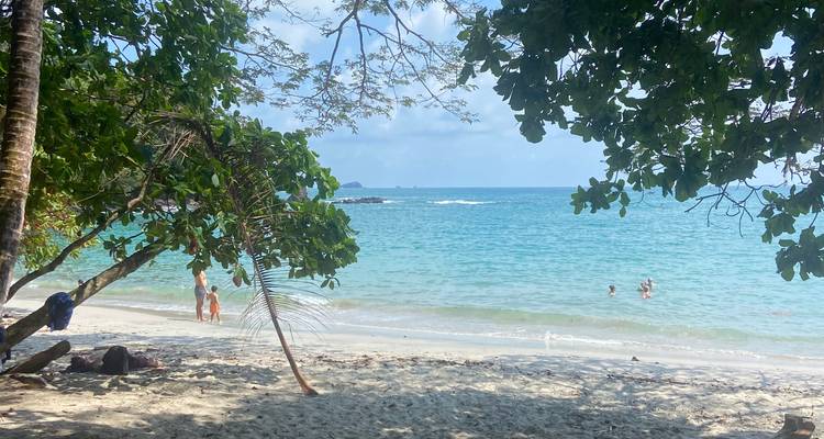 Vue sur la plage avec une eau claire et des arbres.