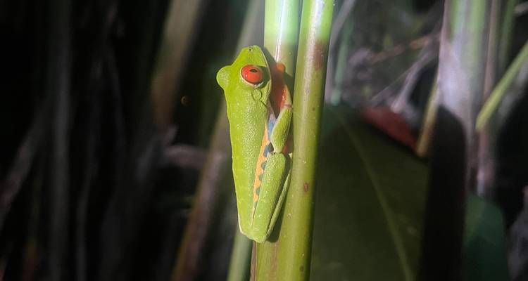 Gros plan d'une rainette aux yeux rouges colorée sur une tige.