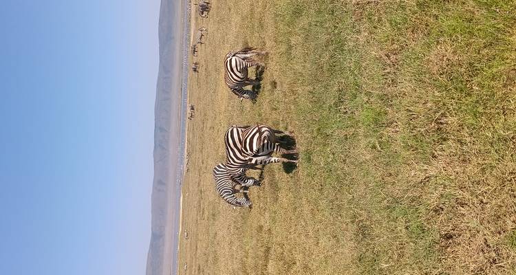 6 días: Circuito de Safari con Acampada Económica en Tanzania -  Travel Africa Safari Agency 1