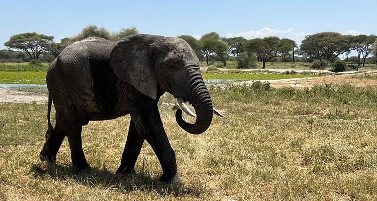 Safari auténtico y de lujo de 4 días por el Parque Nacional del Serengeti - Afrishare Trekking And Safaris 3