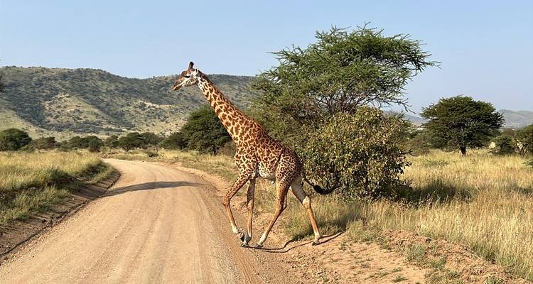 Safari auténtico y de lujo de 4 días por el Parque Nacional del Serengeti - Afrishare Trekking And Safaris 6