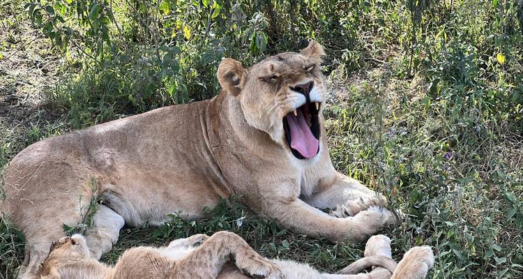 Safari auténtico y de lujo de 4 días por el Parque Nacional del Serengeti - Afrishare Trekking And Safaris 8