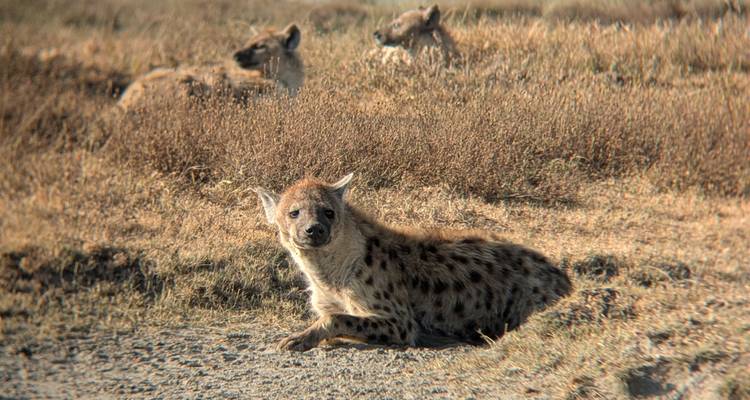 Serengeti, Ngorongoro, Tarangire (incluye cascadas de Materuni y circuito del café) - 6 días - Serengeti African Tours 1