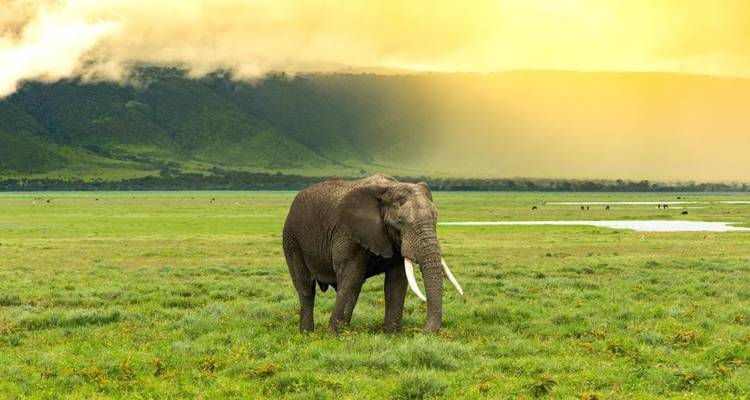 2 jours - Safari dans le parc national de Mikumi Départ de Zanzibar, Dar-es-salaam - Silver Sky Travel 1