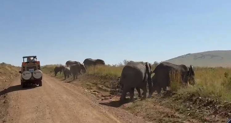 Safari de 4 jours au Maasai Mara et au lac Nakuru - Dallago Tours Kenya-Tanzania 1