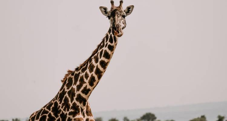 Le meilleur de la Tanzanie - 9 jours de safari de luxe - Zara Tours (Zara Tanzania Adventures) 4