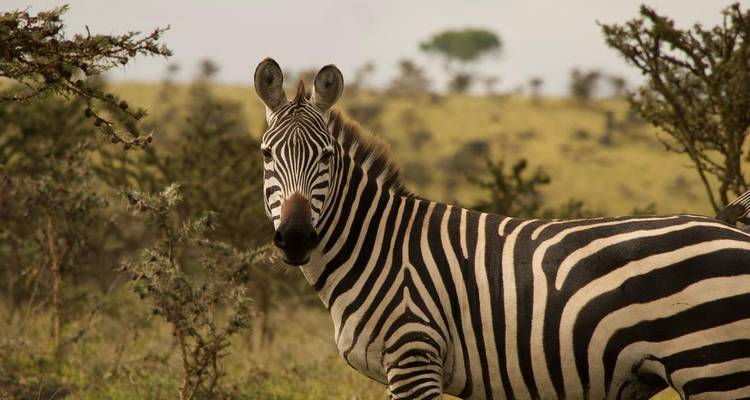 Le meilleur de la Tanzanie - 9 jours de safari de luxe - Zara Tours (Zara Tanzania Adventures) 7