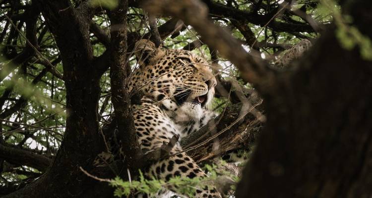 Le meilleur de la Tanzanie - 9 jours de safari de luxe - Zara Tours (Zara Tanzania Adventures) 9