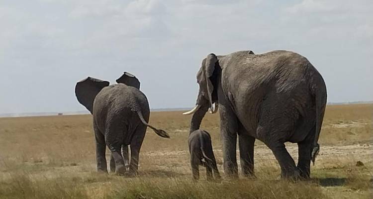 Safari de 4 jours au Maasai Mara et au lac Nakuru - Dallago Tours Kenya-Tanzania 3