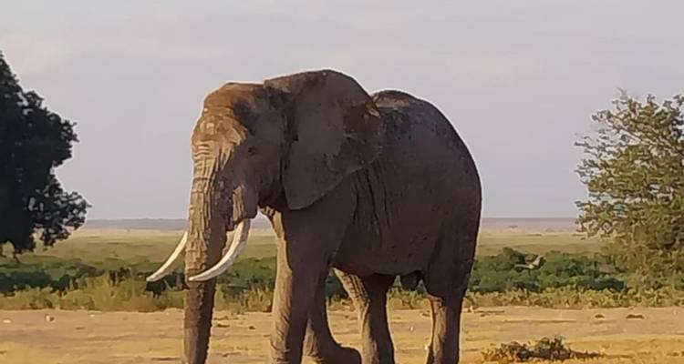 Safari de 4 jours au Maasai Mara et au lac Nakuru - Dallago Tours Kenya-Tanzania 6