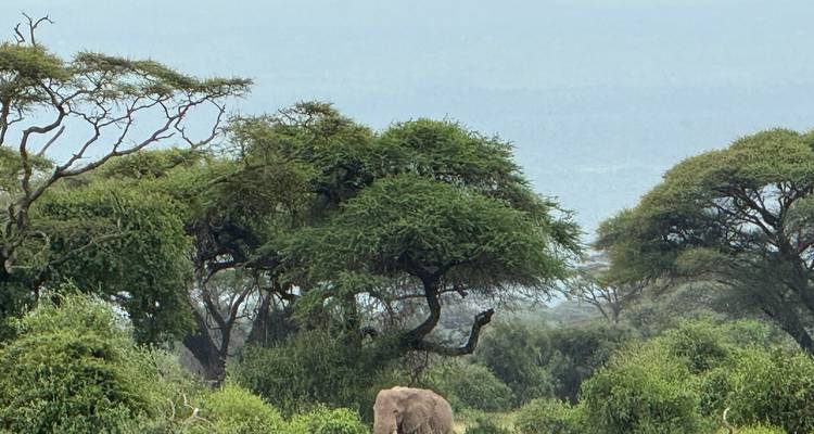 Increíble safari combinado de 6 días por Kenia y Tanzania - Afrishare Trekking And Safaris 3