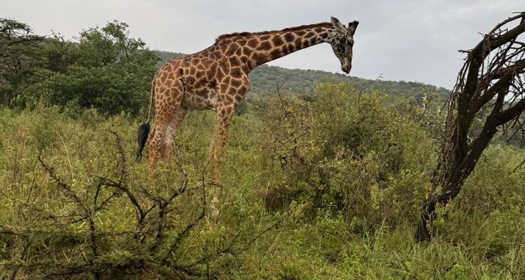 Increíble safari combinado de 6 días por Kenia y Tanzania - Afrishare Trekking And Safaris 8