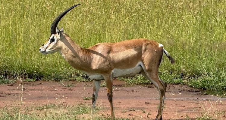 Increíble safari combinado de 6 días por Kenia y Tanzania - Afrishare Trekking And Safaris 10