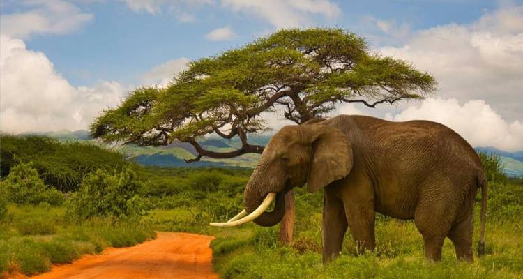 7 Days - Tanzania Wildebeest Migration Safari - Silver Sky Travel 2