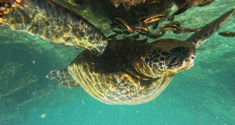 Circuit de 9 jours aux Galápagos - GUIDEcuador Travel 1