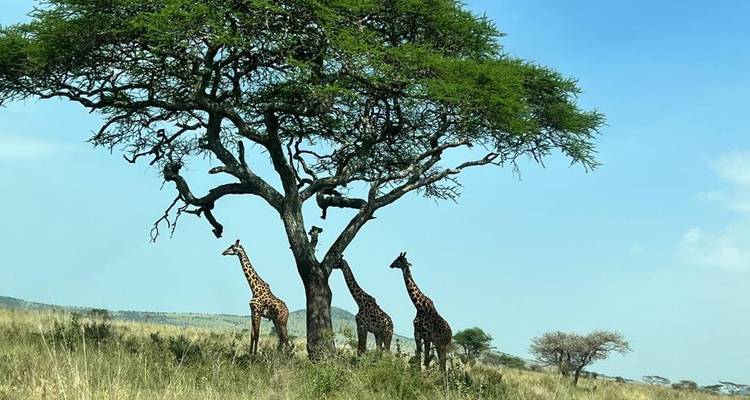 Safari culturel en Tanzanie - Zara Tours (Zara Tanzania Adventures) 8