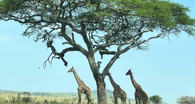 Safari culturel en Tanzanie - Zara Tours (Zara Tanzania Adventures) 10