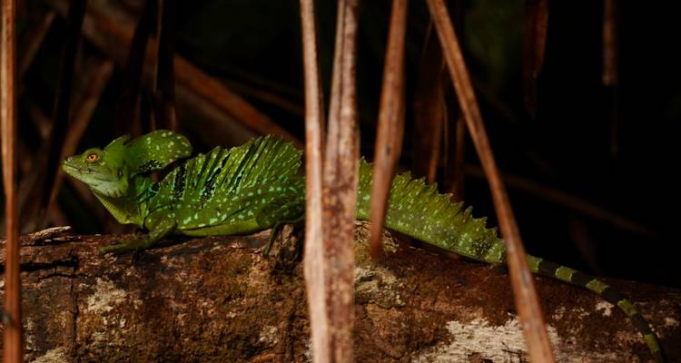 Green basilisk lizard on a log in a dark forest setting.