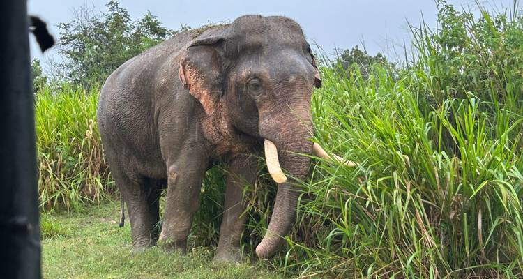 Éléphant broutant dans un champ.