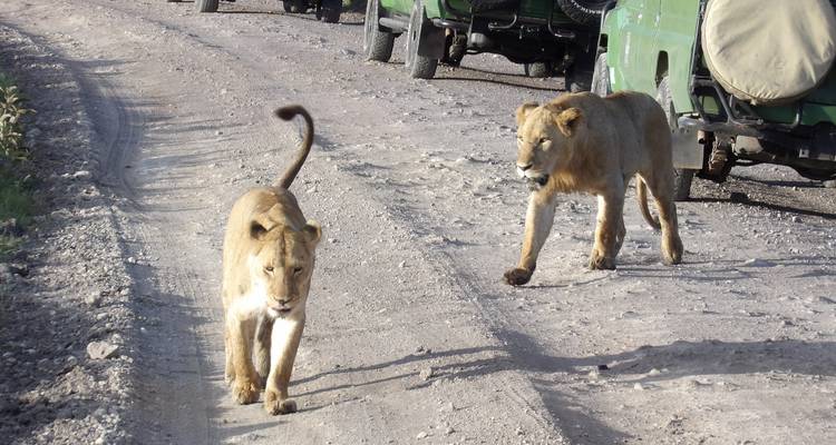 The Southern Safari - Absolute Africa 7