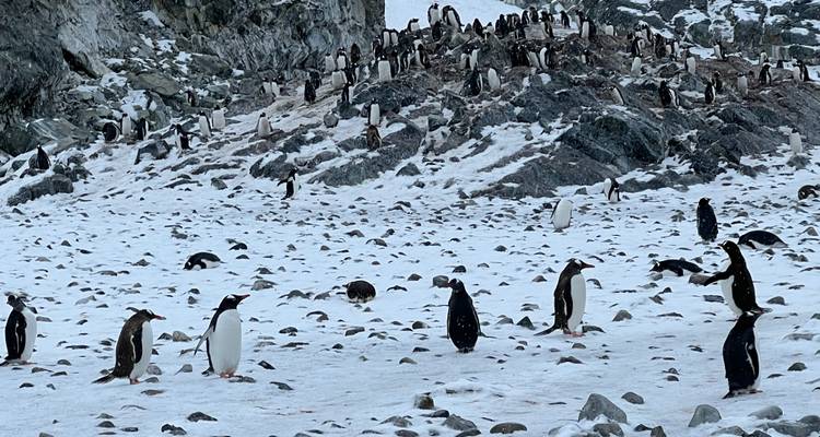 Antarctique classique - 10 jours - On The Go Tours 7