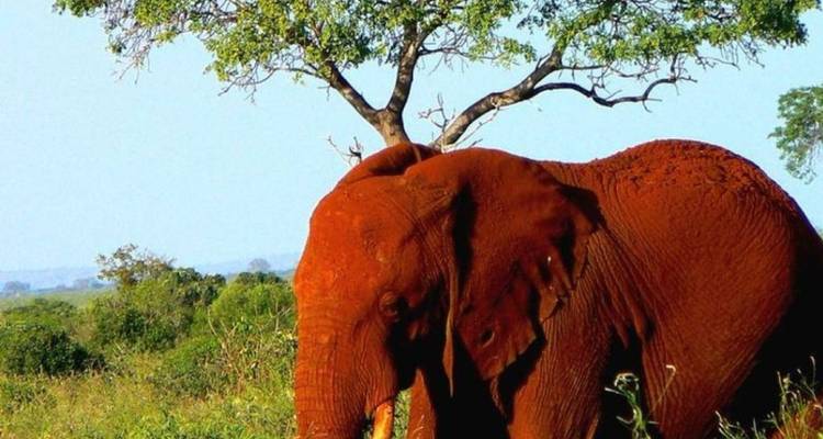 5 Días de safari- Amboseli- Parques del Tsavo- Final en la playa - African Breeze Safaris 1