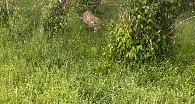 Safari de 4 jours au Maasai Mara et au lac Nakuru - Dallago Tours Kenya-Tanzania 8