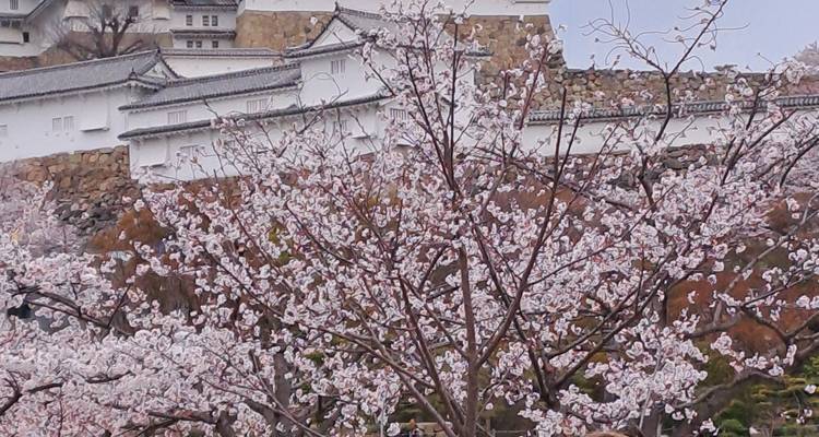 Route d'or du Japon avec Hiroshima 2025 - 2026 - Tomato Travel 6