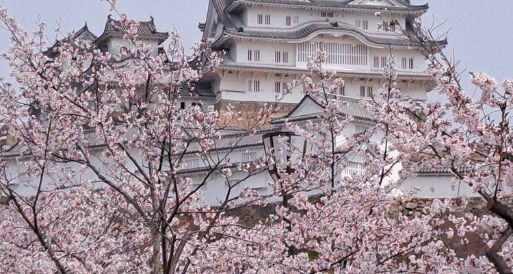 Route d'or du Japon avec Hiroshima 2025 - 2026 - Tomato Travel 3