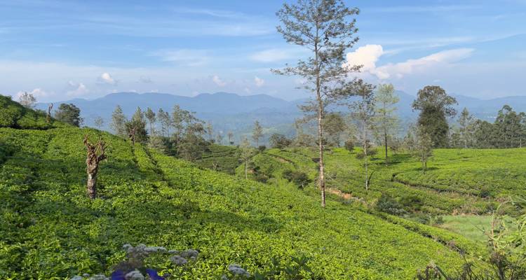 Sri Lanka Round tour with Wildlife (12 Days) Free Upgrade to Private Tour Available - Beauty Lanka Travels 9