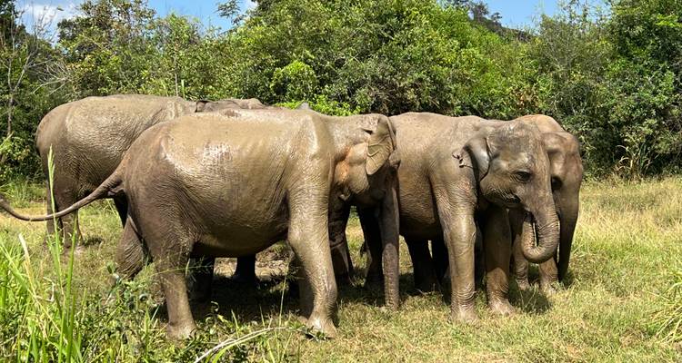 Family Tour Of  Sri Lanka - BH Lanka Tours  7