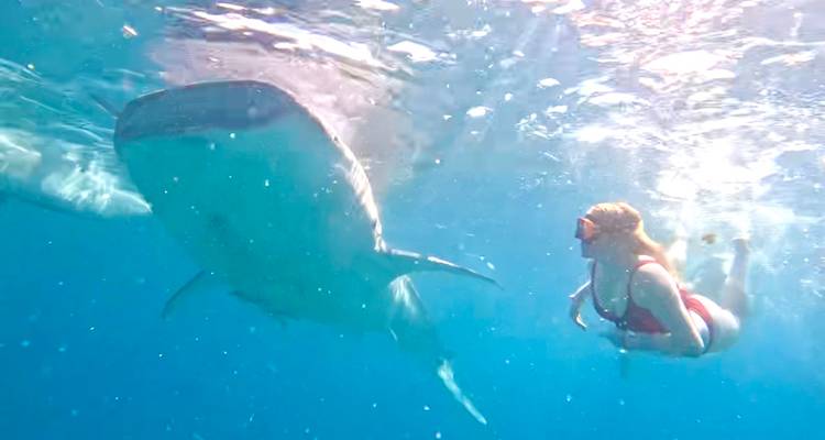 Personne nageant près d'un requin sous l'eau.