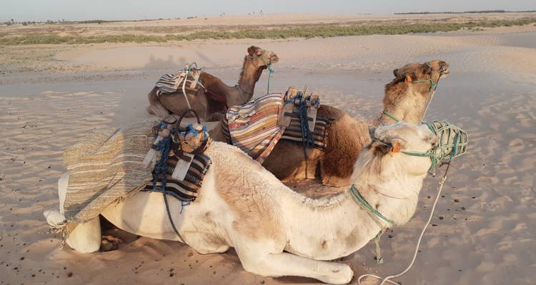 Découvrir la Tunisie, circuit en petit groupe - Tunisie Voyages 10