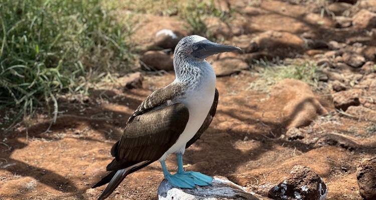 6 Days Incredible Galapagos Land Tour visting 3 Islands - Nature Galapagos & Ecuador 2