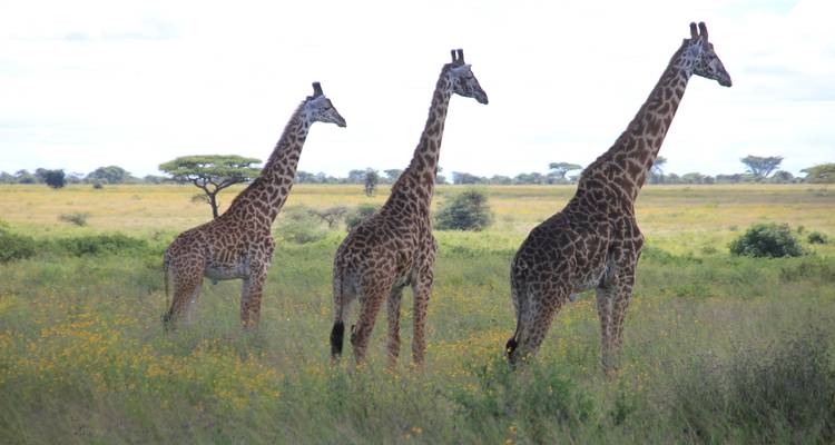 Safari classique au Kenya et en Tanzanie - Faire d'une pierre deux coups**Approche de voyage durable - World Adventure Tours 1
