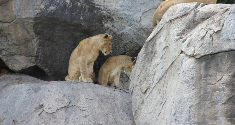 Safari classique au Kenya et en Tanzanie - Faire d'une pierre deux coups**Approche de voyage durable - World Adventure Tours 3