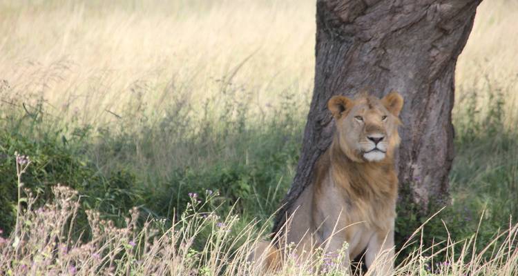 Safari classique au Kenya et en Tanzanie - Faire d'une pierre deux coups**Approche de voyage durable - World Adventure Tours 8