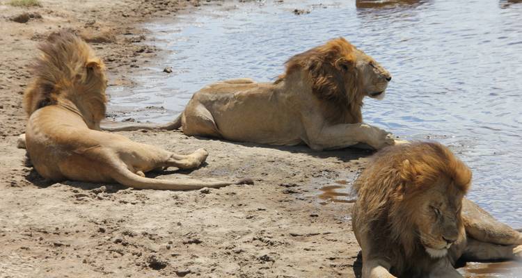 Safari classique au Kenya et en Tanzanie - Faire d'une pierre deux coups**Approche de voyage durable - World Adventure Tours 10
