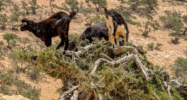 Coastal Treasures of Morocco - 10 Days Moroccan Tour From Casablanca - Morocco Top Adventures 7
