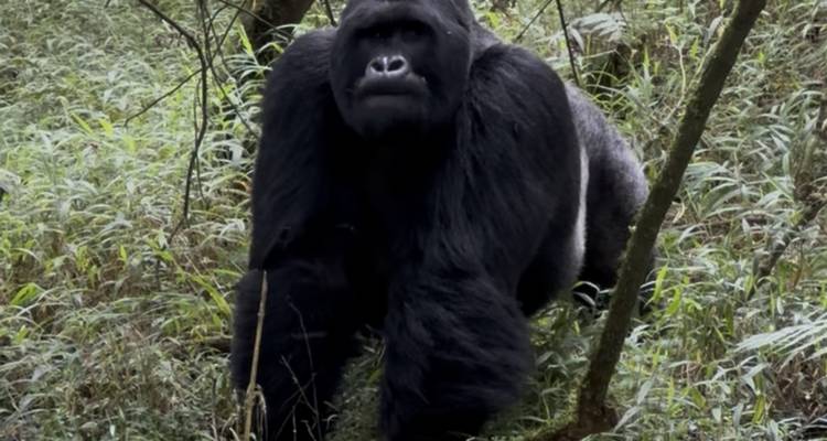 3 Day Gorilla Tracking Mgahinga Gorilla NP Thru Rwanda - Safari 2 Gorilla Tours (U) Ltd 4
